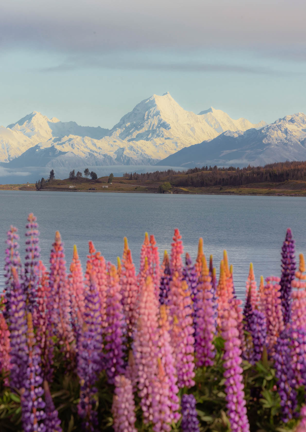 Lupins, New Zealand