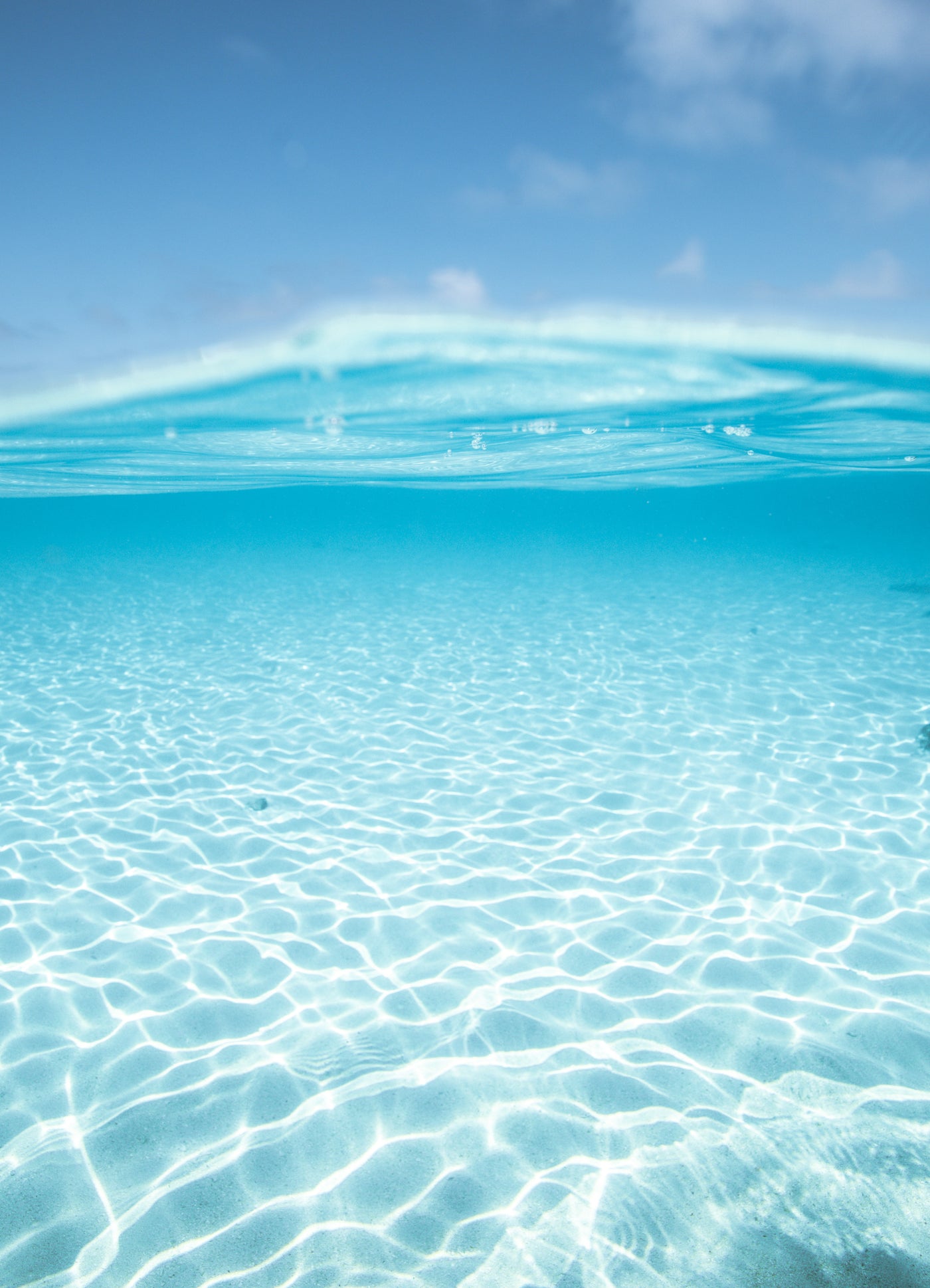 North Queensland Blues (Portrait)