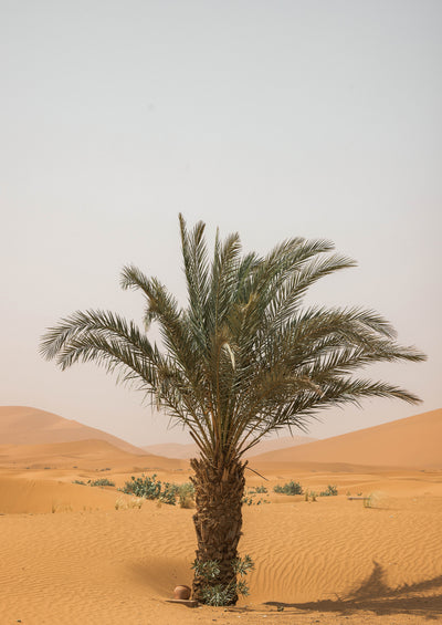 Morocco Desert