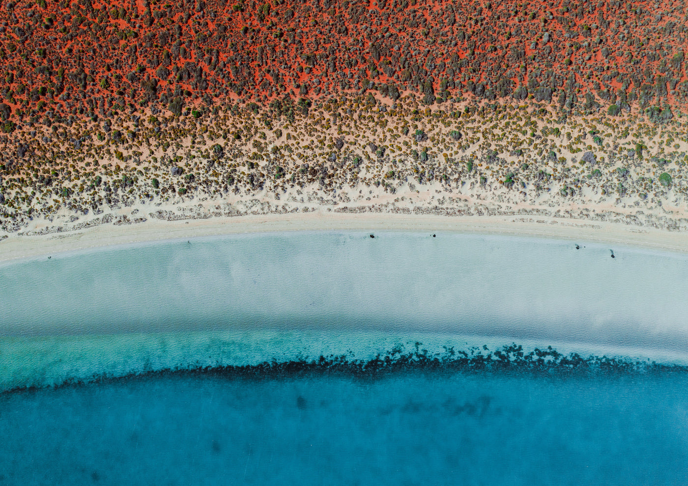 Shark Bay, Western Australia