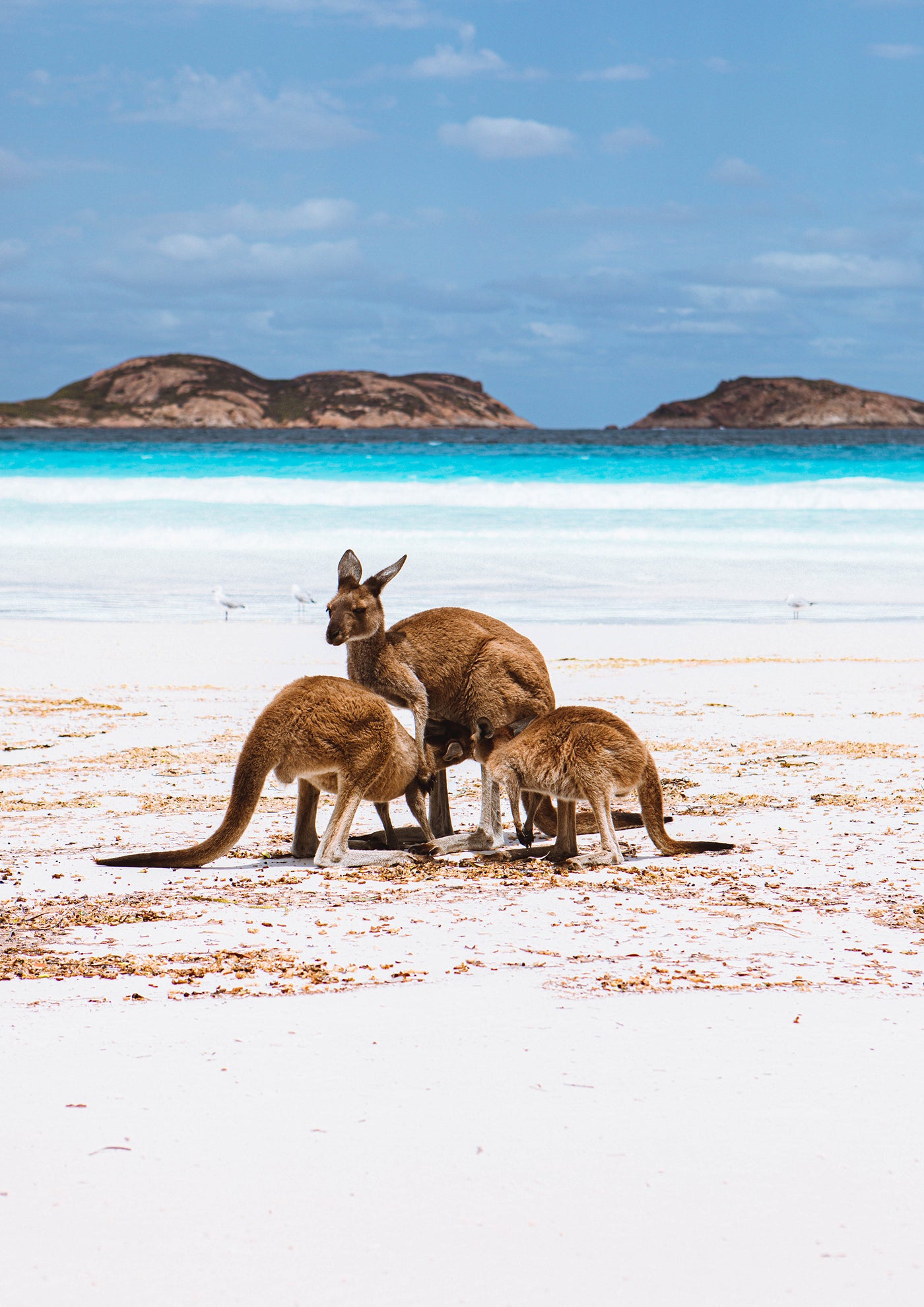 Lucky Bay, Esperance